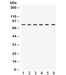 TRAP-1 Antibody / HSP75