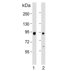 ATG9A Antibody