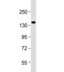 GIGYF2 Antibody
