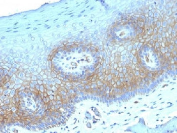 Thrombomodulin Antibody / CD141