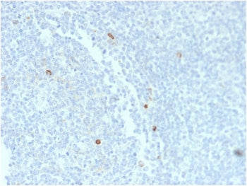 IgM Heavy Chain Antibody