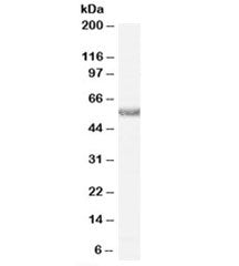Histamine receptor H1 Antibody