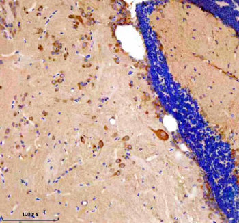 Immunohistochemical analysis of Etf1a/b protein using Zebrafish Etf1 antibody and paraffin-embedded
