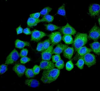NMI Antibody