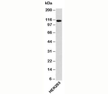Importin-9 Antibody