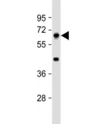 PRODH Antibody / Proline dehydrogenase 1
