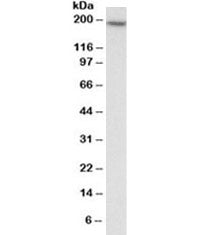 Western blot testing of HEK293 lysate with EEA1 antibody at 0.3ug/ml. Predicted molecular weight ~16