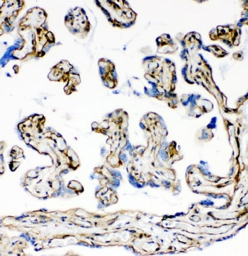 Laminin Antibody