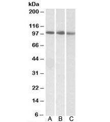 STAT5A Antibody