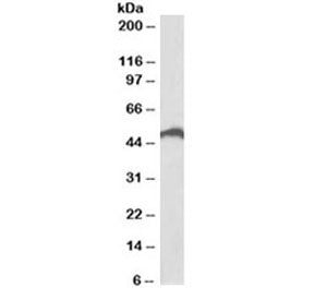Western blot testing of Jurkat lysate with IRF4 antibody at 0.5ug/ml. Predicted molecular weight: 51