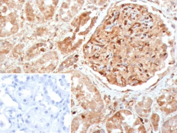 Caspase-7 Antibody