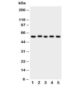 ASIC3 Antibody