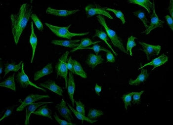 Immunofluorescent staining of FFPE mouse RM-1 cells with Irf3 antibody (green) and DAPI nuclear stai