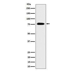 CRTC3 Antibody / TORC3