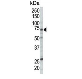 Raf1 Antibody / c-Raf