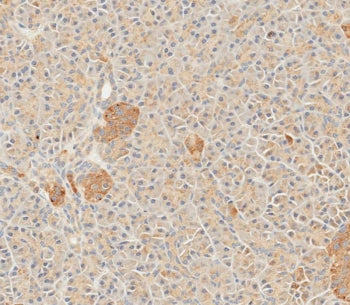 SFRP5 Antibody