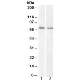 Lamin B1 Antibody