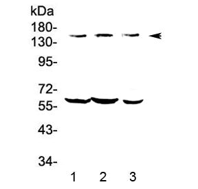 KCNH1 Antibody (C-Terminal Region)