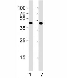 Pou5f1 Antibody (Oct4)