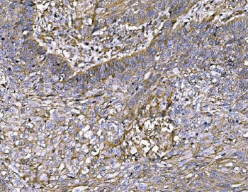 FAM129B Antibody / MINERVA / NIBAN2