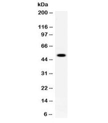 Western blot testing of mouse liver lysate with TAFI antibody at 0.5ug/ml. Predicted molecular weigh