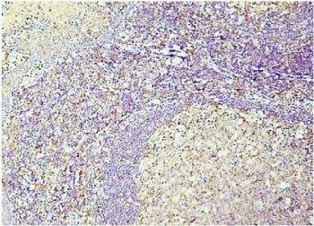 Caspase-3 Antibody
