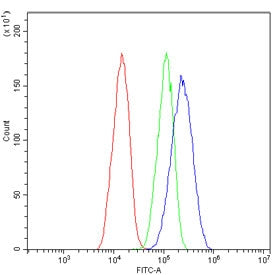 Pinin Antibody / PNN / DRSP