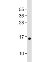 Ghrelin Antibody / GHRL