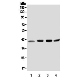 ORAI2 Antibody