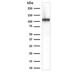 Cadherin 16 Antibody