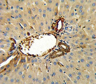 Annexin V Antibody
