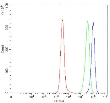 Syntrophin gamma 2 Antibody / SNTG2