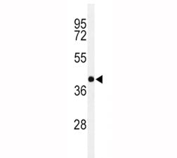 PAX6 Antibody