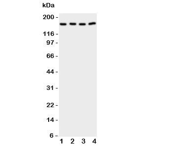 CPLA2 Antibody