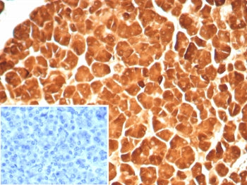 Carboxypeptidase A1 Antibody / CPA1