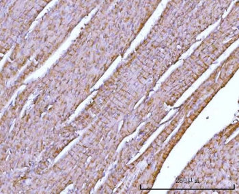 NDUFA7 Antibody