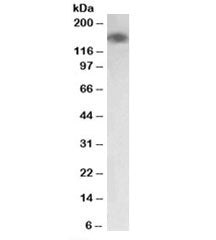 MYLK Antibody