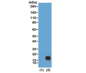H3K9me2 Antibody / Dimethyl Histone H3 Lysine 9