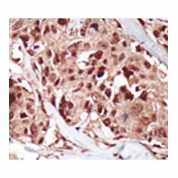 BRD4 Antibody