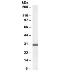 Western blot testing of rat brain lysate with Engrailed-2 antibody at 0.1ug/ml. Predicted molecular