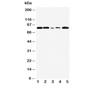FGFR1 Antibody