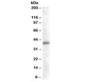 SNX16 Antibody