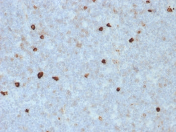 IgM Heavy Chain Antibody