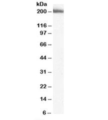 MYO9B Antibody