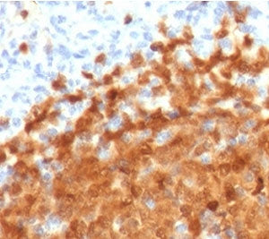 POU2AF1 Antibody / BOB-1