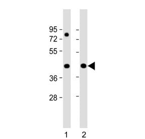 Pre-mRNA-splicing factor 38A Antibody / PRPF38A