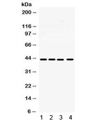 MICA Antibody