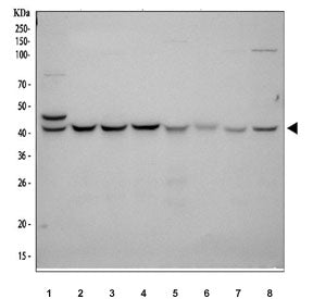KIN17 Antibody