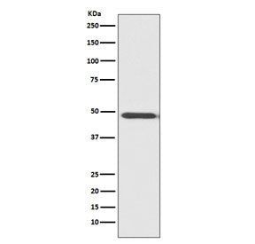 Western blot testing of human HeLa cell lysate with MyoD antibody. Expected molecular weight: 43-45