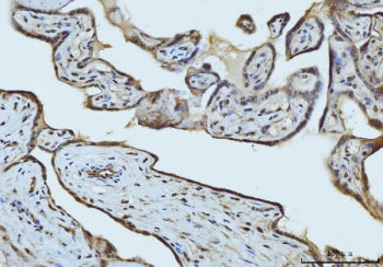 RAE1 Antibody